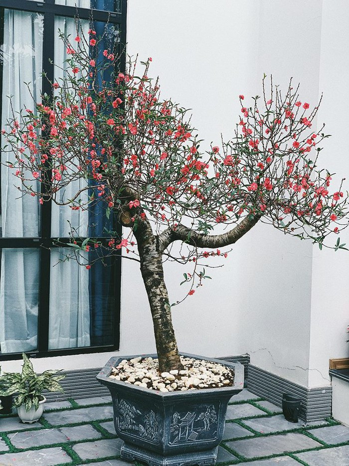 Bên cạnh đó, không gian sân vườn lãng mạn ven sông tại tư gia nhà chồng Tú Anh cũng được nhận xét là rất "nên thơ". Đây cũng là nơi nàng hậu hay đưa con ra thư giãn, tắm nắng.