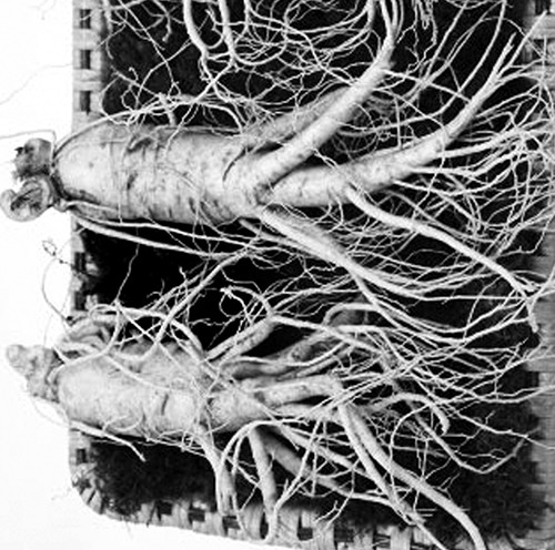 Di ngoai phan long khong nen dung nhan sam