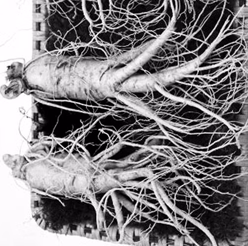 Đi ngoài phân lỏng không nên dùng nhân sâm Di ngoai phan long khong nen dung nhan sam