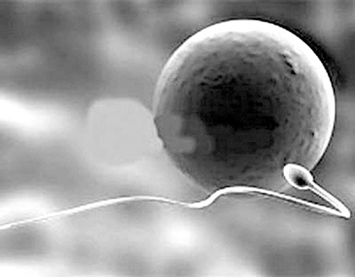 Co nhieu bach cau trong tinh dich, tai sao?