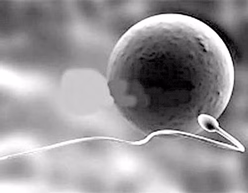 Co nhieu bach cau trong tinh dich, tai sao?