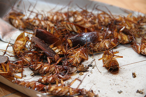 Ly giai hien tuong gian chet nam ngua