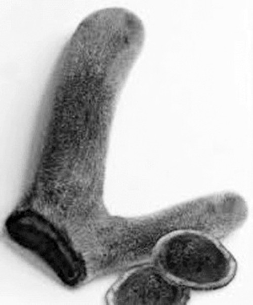 Sủ dụng nhung huou bòi bỏ sẽ béo nút da nút thịt?