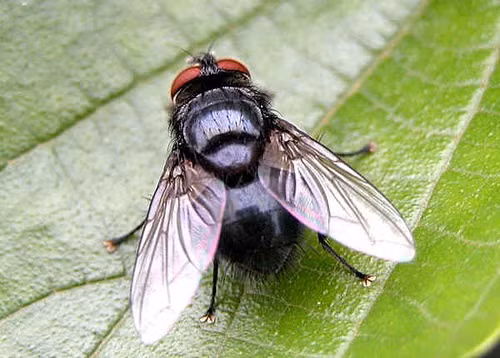 Con ruoi bay co tao ra tieng keu?