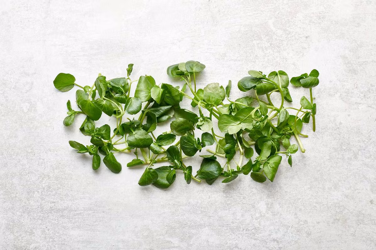 Cụ thể, một nghiên cứu được công bố trên tạp chí của Trung tâm Kiểm soát và Phòng ngừa Dịch bệnh cho hay, cải xoong là một trong những loại rau lành mạnh nhất. 