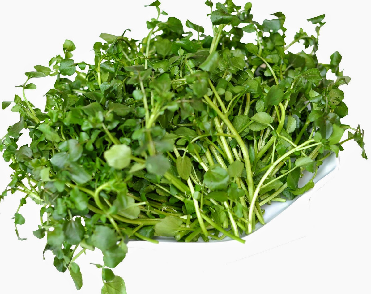 Một bài báo đăng trên Tạp chí Dinh dưỡng lâm sàng Mỹ năm 2007 đưa tin, ăn cải xoong hàng ngày có khả năng làm giảm nguy cơ ung thư. 