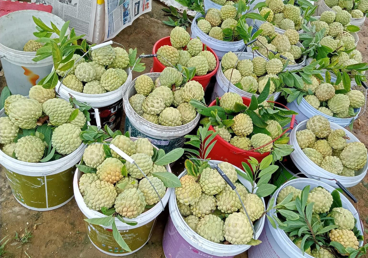 Quả na được đấu giá 100 triệu đồng có gì đặc biệt? - Hình 2 Qua na duoc dau gia 100 trieu dong co gi dac biet?-Hinh-2