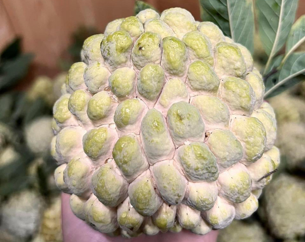 Quả na được đấu giá 100 triệu đồng có gì đặc biệt? Qua na duoc dau gia 100 trieu dong co gi dac biet?