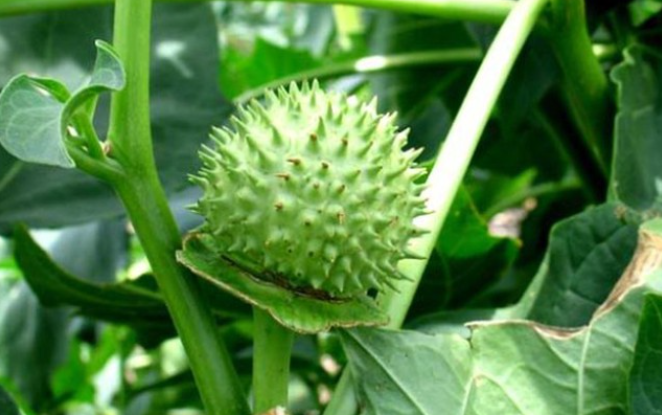 La vi thuoc Dong y, vi sao ca doc duoc khien nhieu nguoi nhap vien?-Hinh-2