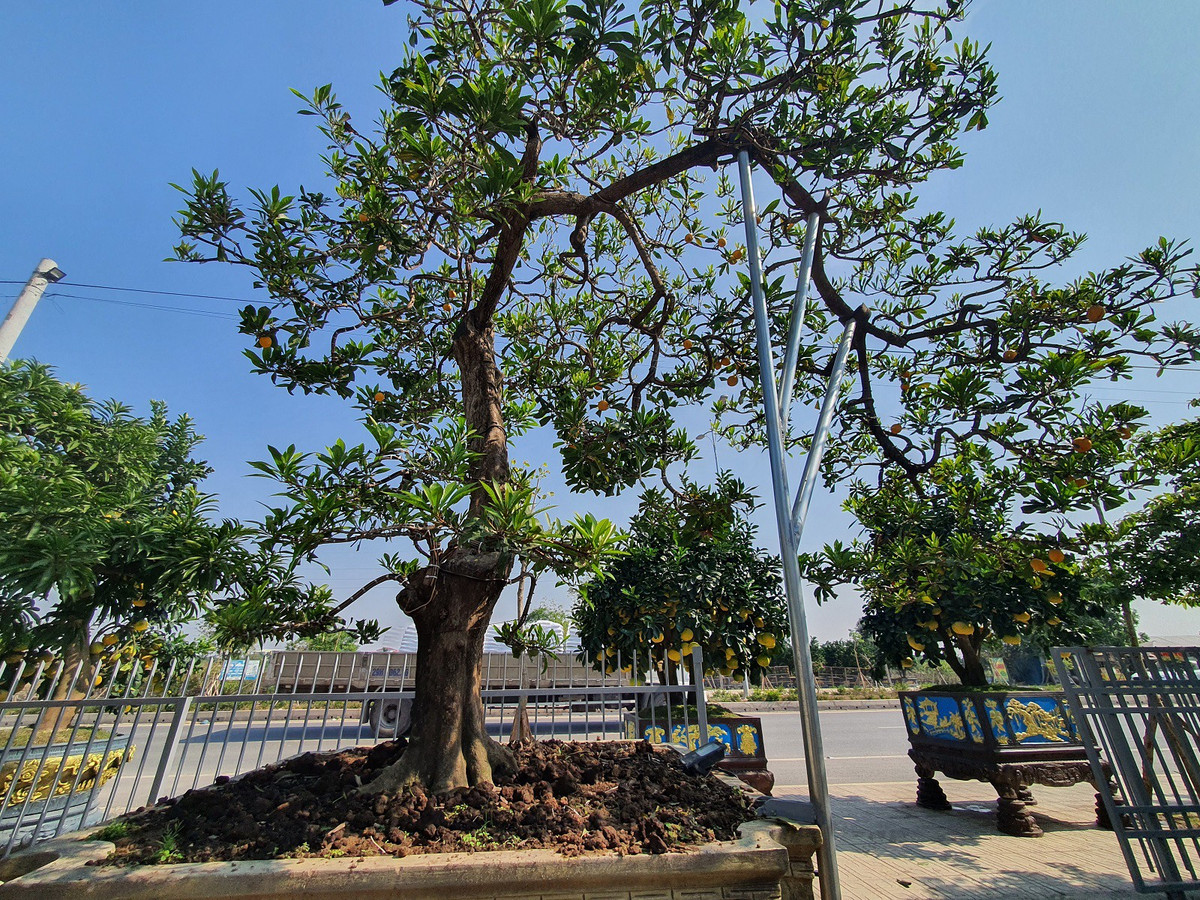 Cay trung ga tu quy, khach tra 500 trieu chu nha khong ban-Hinh-6