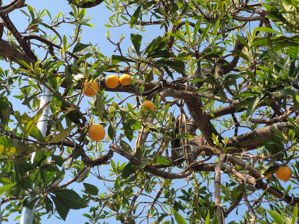 Cay trung ga tu quy, khach tra 500 trieu chu nha khong ban-Hinh-7