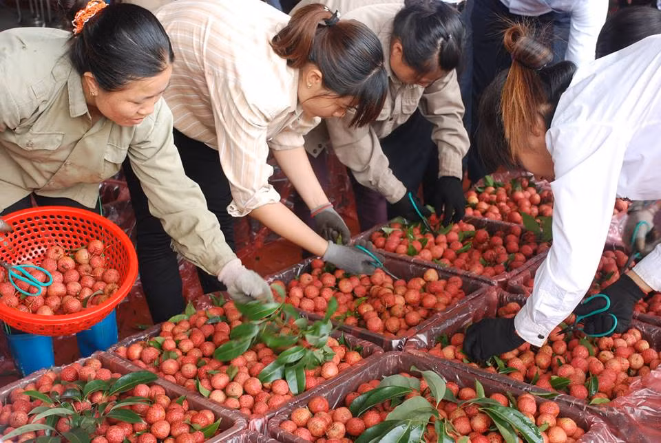 Vải thiều Bắc Giang năm nay được mùa chưa từng có, mẫu mã và chất lượng quả vượt trội so với những năm trước