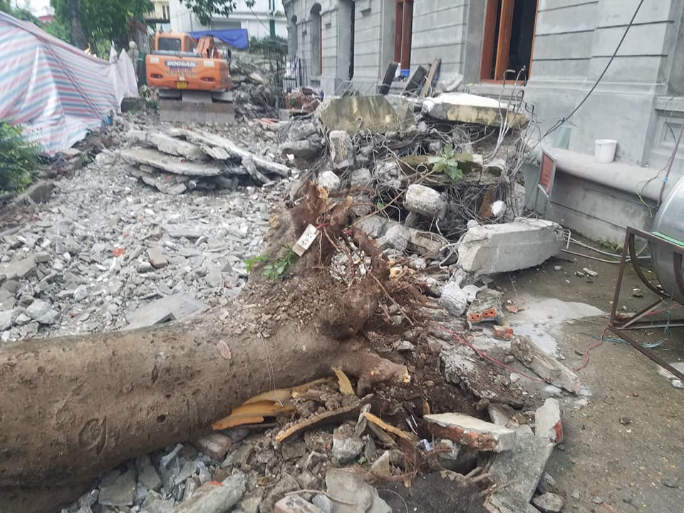 Theo quan sát của PV, cây phượng gãy đổ có rễ rất nông.