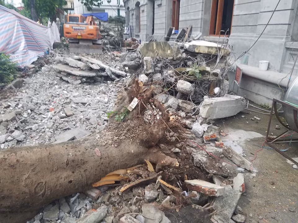 Theo quan sát của PV, cây phượng gãy đổ có rễ rất nông.