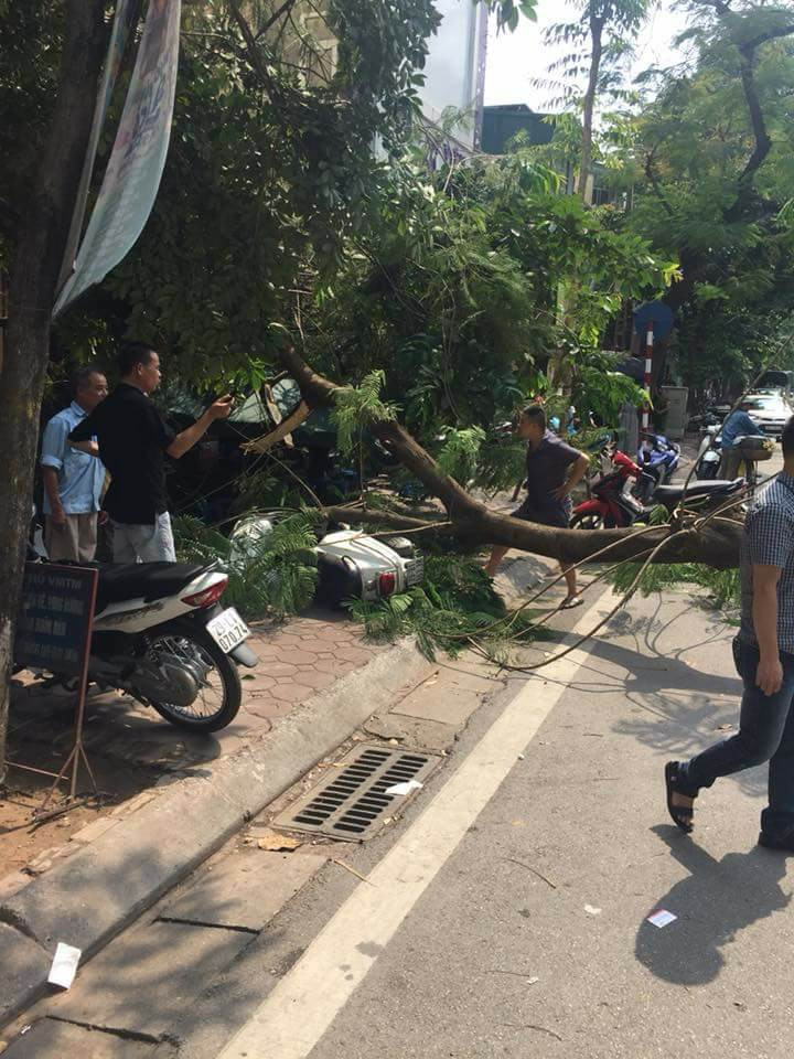 Cay xanh bat goc, de bep Lexus ES300h tren pho HN-Hinh-2