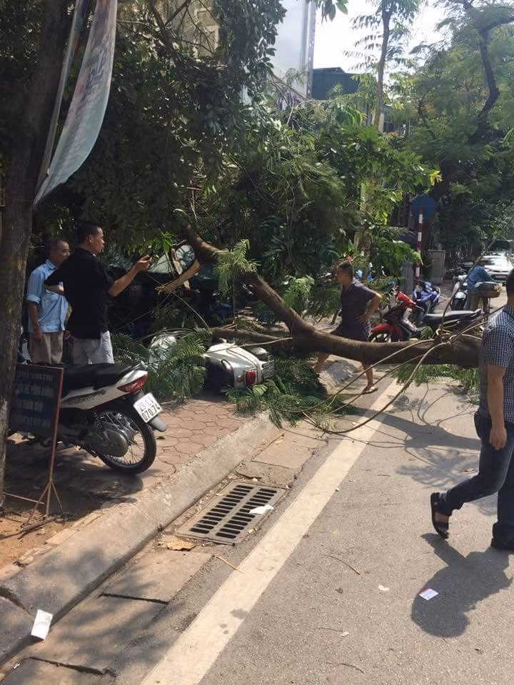 Cay xanh bat goc, de bep Lexus ES300h tren pho HN-Hinh-2