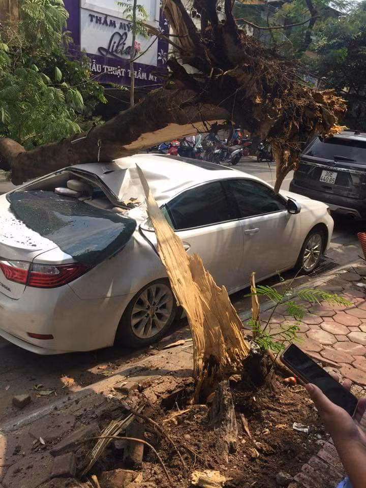 Cay xanh bat goc, de bep Lexus ES300h tren pho HN