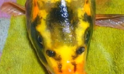 Giao vien bat ngo cau duoc ca chep mat nguoi