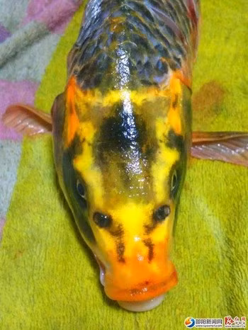 Giao vien bat ngo cau duoc ca chep mat nguoi-Hinh-2