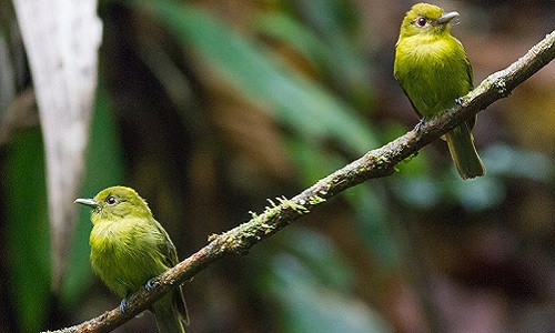 Kham pha soc: Chim cung quan he dong gioi