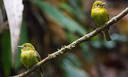 Khám phá sốc: Chim cũng quan hệ đồng giới Kham pha soc: Chim cung quan he dong gioi