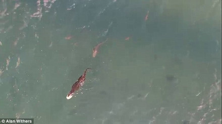 Ca map dien cuong gianh thuc an voi ca sau khong lo-Hinh-2