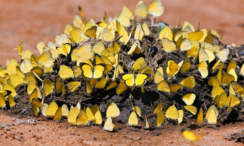 Nhung con buom da dat mui the gioi 