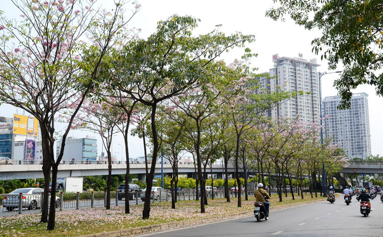 Kèn hồng có màu sắc tựa như hoa anh đào, nở vào tháng 4 và kéo dài cho đến tháng 6. 