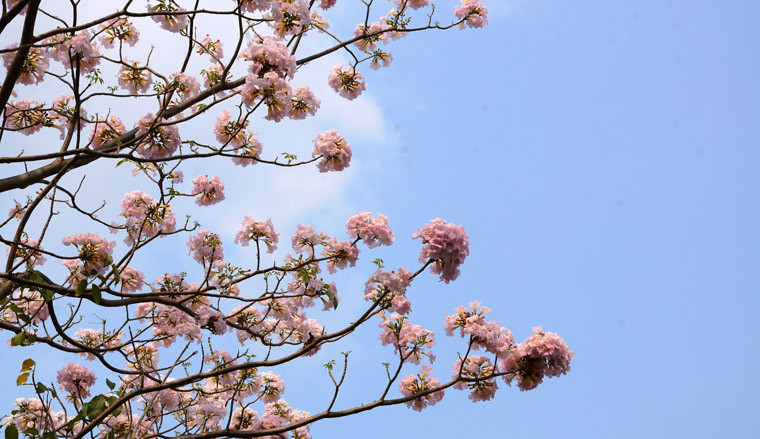 Tại TP HCM, hoa kèn hồng được trồng thử nghiệm tại các tuyến đường Điện Biên Phủ, Võ Thị Sáu, Võ Văn Kiệt…