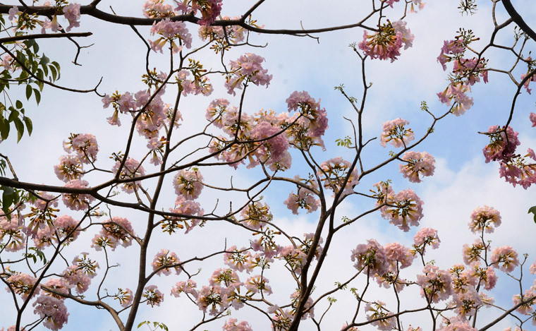 Cảnh đẹp rực rỡ hoa kèn hồng khoe sắc tím trên đường phố Sài Gòn trong những ngày tháng 3.