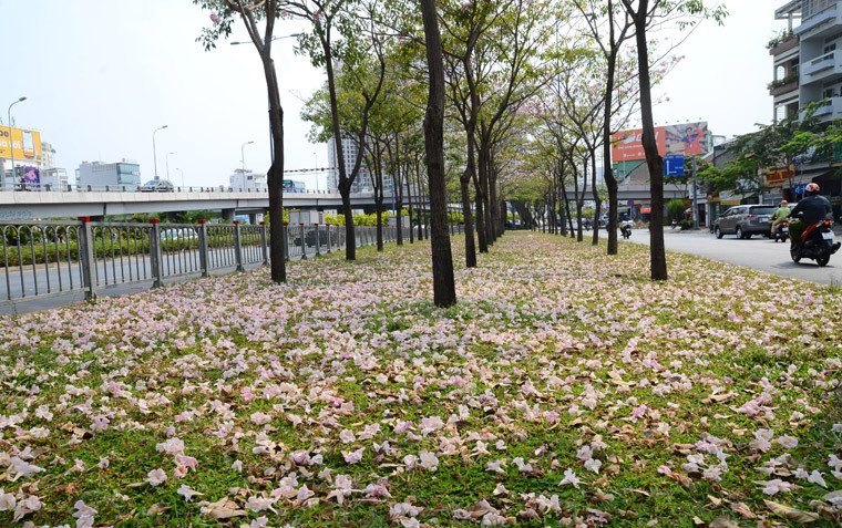 Giữa dòng xe tấp nập, hoa kèn hồng chợt nở nhẹ nhàng làm xoa dịu cái nắng gay gắt. Mùa hoa kèn hồng tuy ngắn nhưng khiến thành phố trở nên mộng mơ hơn trong mắt người dân lẫn du khách. 