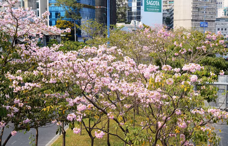 Hoa hồng kèn là loài cây ưa sáng, đất ẩm ướt và khô, thoát nước tốt. Những ngày này, thời tiết tại Sài Gòn khá oi bức nên rất thích hợp cho việc hoa nở rộ khiến nhiều người thích thú. 