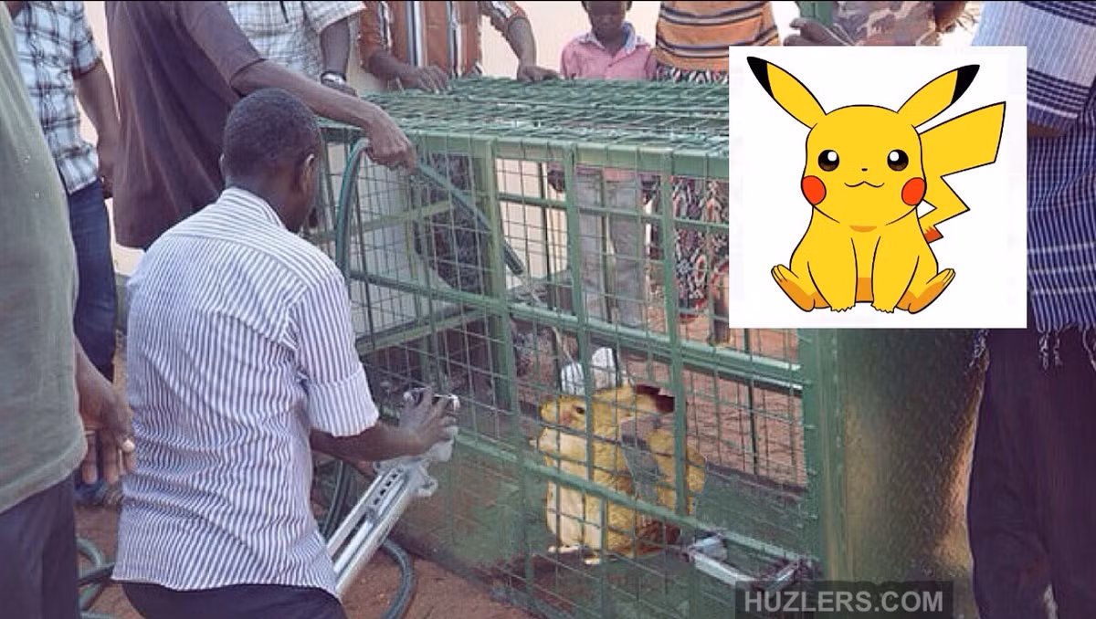 Trước đó, có thông tin người dân ở ngôi làng Kenya, miền đông Châu Phi bắt được một con vật giống Pikachu và nhốt vào lồng sắt. Các nhà khoa học Kenya đã mang Pikachu về phòng thí nghiệm để nghiên cứu.