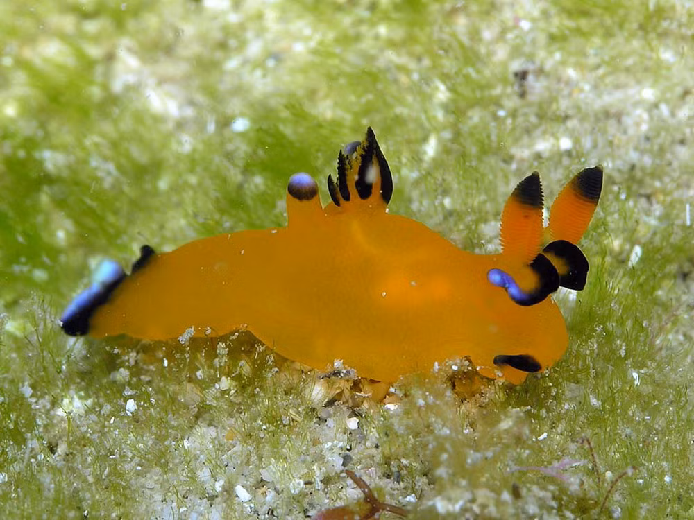 Vệt đen trên chóp tai và cuối đuôi của Thecacera pacifica cũng rất giống nhân vật Pokemon Pikachu.