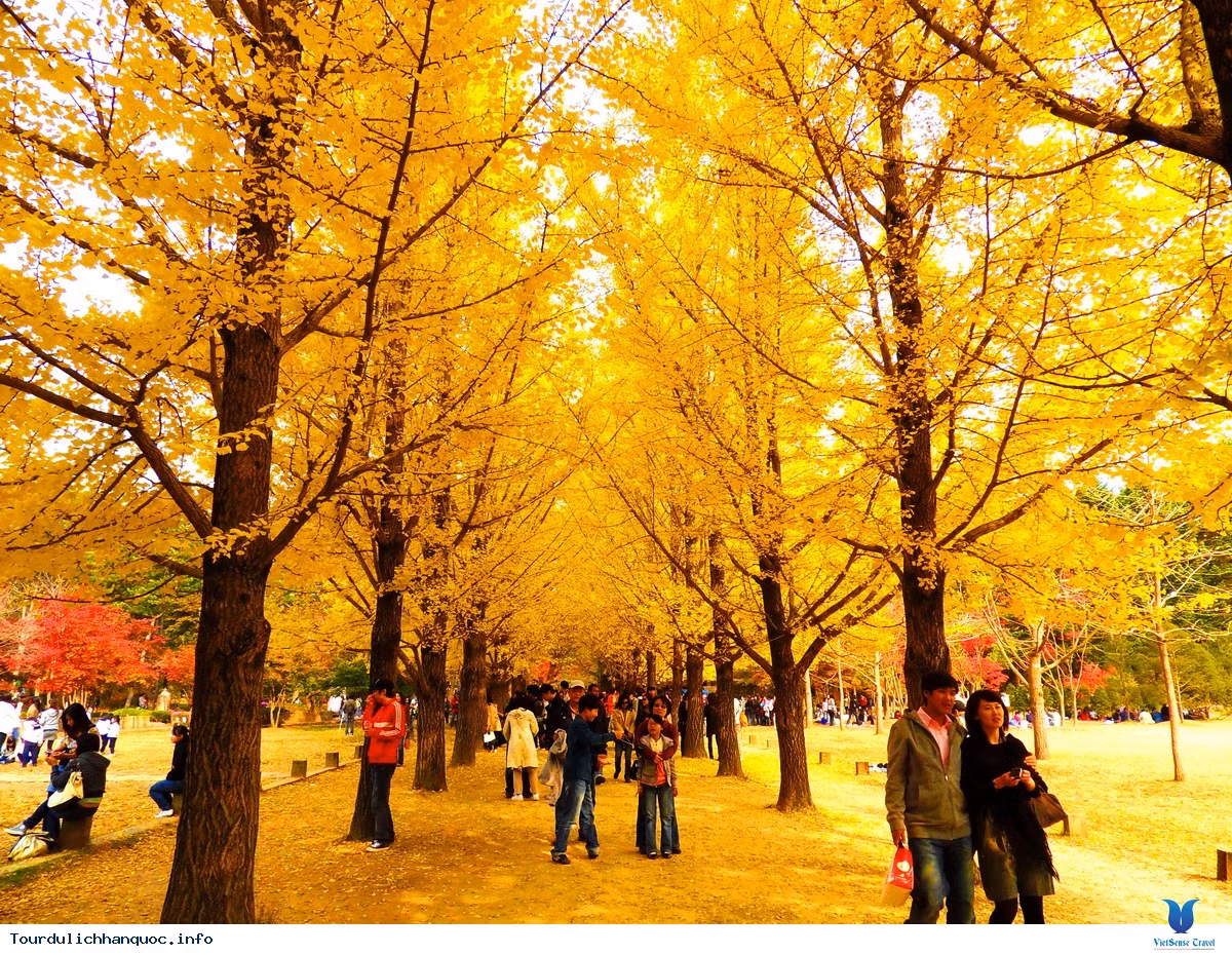 Con đường tình yêu từng xuất hiện trong phim "Bản tình ca mùa đông" trở nên lãng mạn và đặc biệt khi trời vào thu.