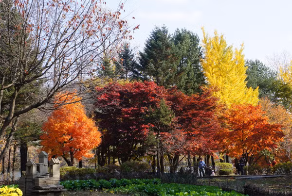 Những ngày mùa thu, hòn đảo Nami rợp sắc lá vàng, đỏ quyến rũ.