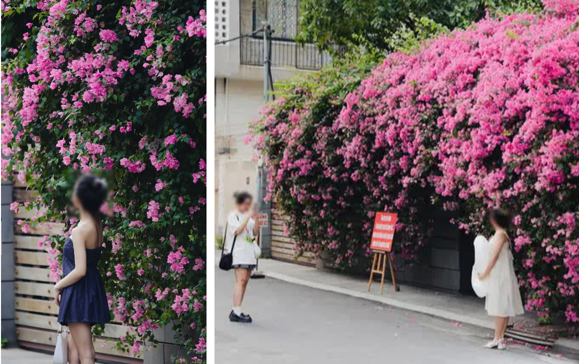 Tưởng rằng cách này sẽ không làm các bạn trẻ kéo đến chụp nữa, nhưng vẫn còn nhiều người chụp ảnh một cách tự nhiên, bất chấp biển cấm.