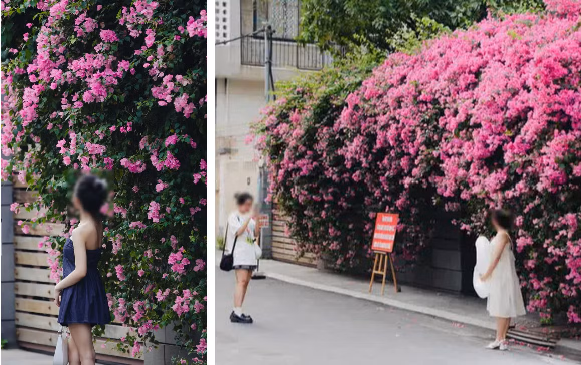 Tưởng rằng cách này sẽ không làm các bạn trẻ kéo đến chụp nữa, nhưng vẫn còn nhiều người chụp ảnh một cách tự nhiên, bất chấp biển cấm.