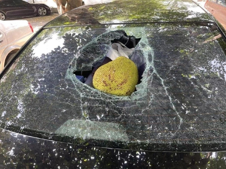 Ngoài tán dừa, nhiều xế hộp còn bị mít, quả dừa, thậm chí quả xoài rơi rụng và vỡ kính.