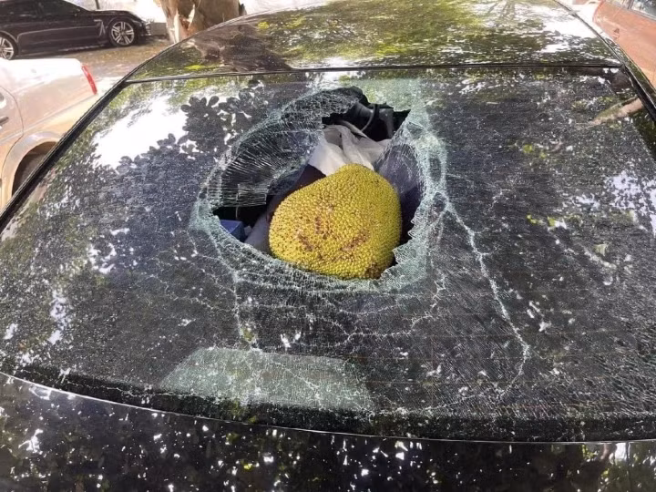 Ngoài tán dừa, nhiều xế hộp còn bị mít, quả dừa, thậm chí quả xoài rơi rụng và vỡ kính.