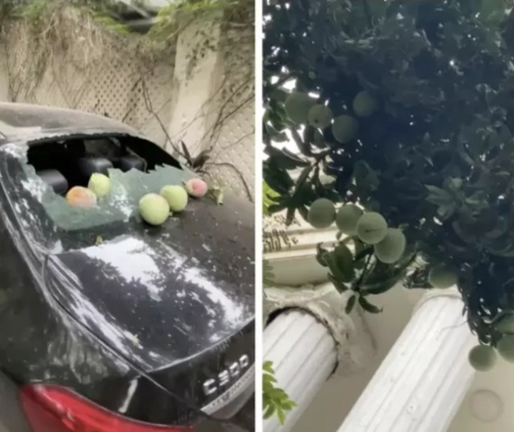 Xoài mà thi nhau rụng thế này thi sức "công phá" không thua gì mít, sầu riêng đâu. Ảnh: Tổng hợp