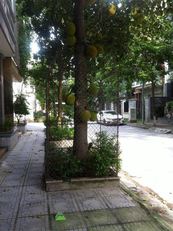 Sau khi phát hiện cây mít an toàn nhất Việt Nam cho ra nhiều quả sai, netizen bắt đầu hiến kế, tìm đủ mọi cách bảo vệ quả mít theo nhiều cách vô cùng hài hước.