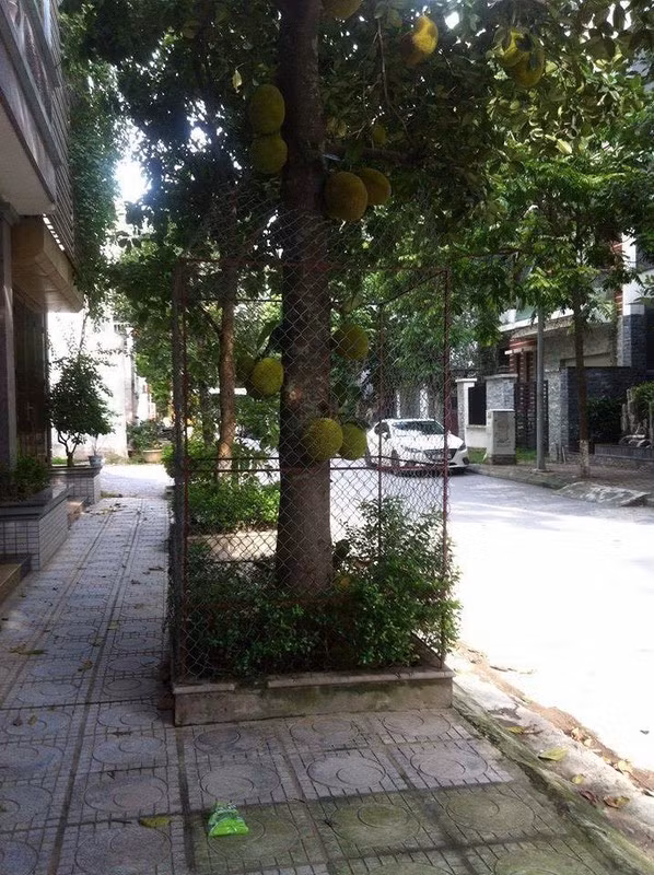 Sau khi phát hiện cây mít an toàn nhất Việt Nam cho ra nhiều quả sai, netizen bắt đầu hiến kế, tìm đủ mọi cách bảo vệ quả mít theo nhiều cách vô cùng hài hước.