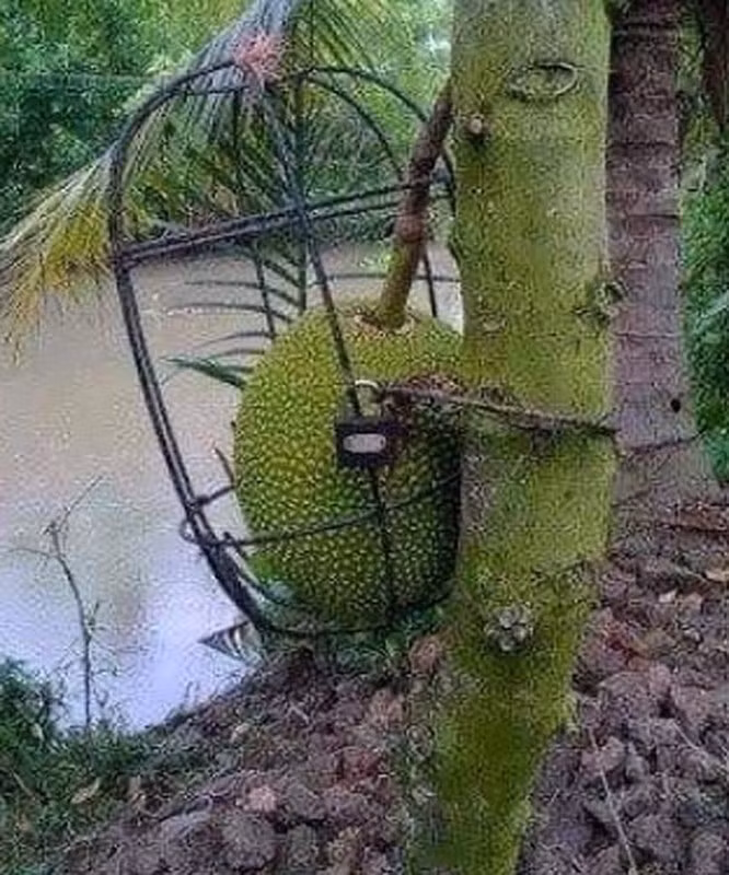 Có người đã mua luôn ổ khoá riêng để niêm phong quả mít nhà mình cùng lồng sắt rất kiên cố.