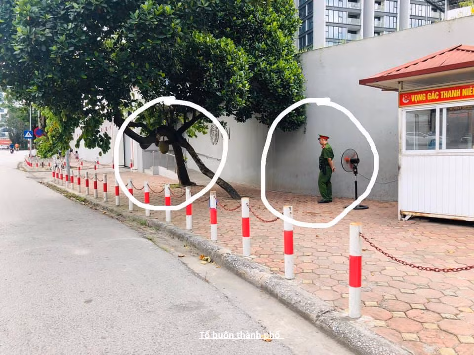 Vào năm 2020, cây mít này cũng nổi tiếng khi có hai quả mít an toàn nhất Việt Nam. Cây mít nằm trước trụ sở Liên Hợp Quốc tại Việt Nam (đường Kim Mã, Hà Nội) và đã có tuổi thọ khá lâu năm.