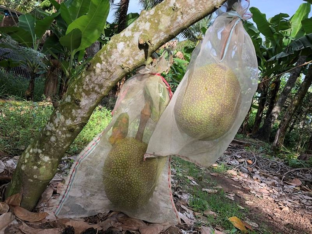 Những quả mít chờ tới ngày chín cũng được gia chủ bao bọc cẩn thận.