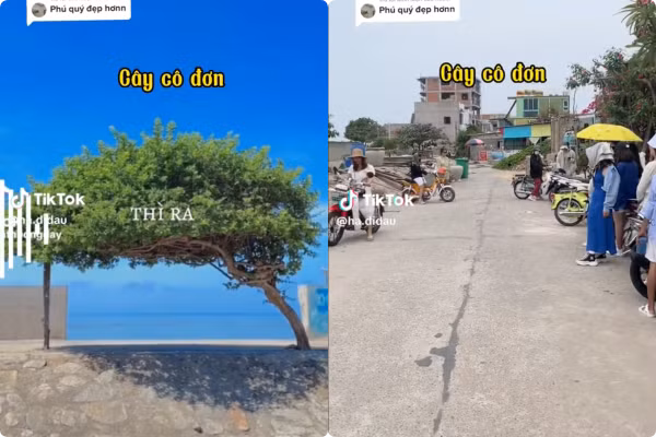 Đáng chú ý nhất là điểm check in đảo Phú Quý nổi tiếng - cây cô đơn giờ đây cũng đã hết cô quạnh vì ngày nào cũng tấp nập du khách ghé thăm. Ảnh: Chụp màn hình