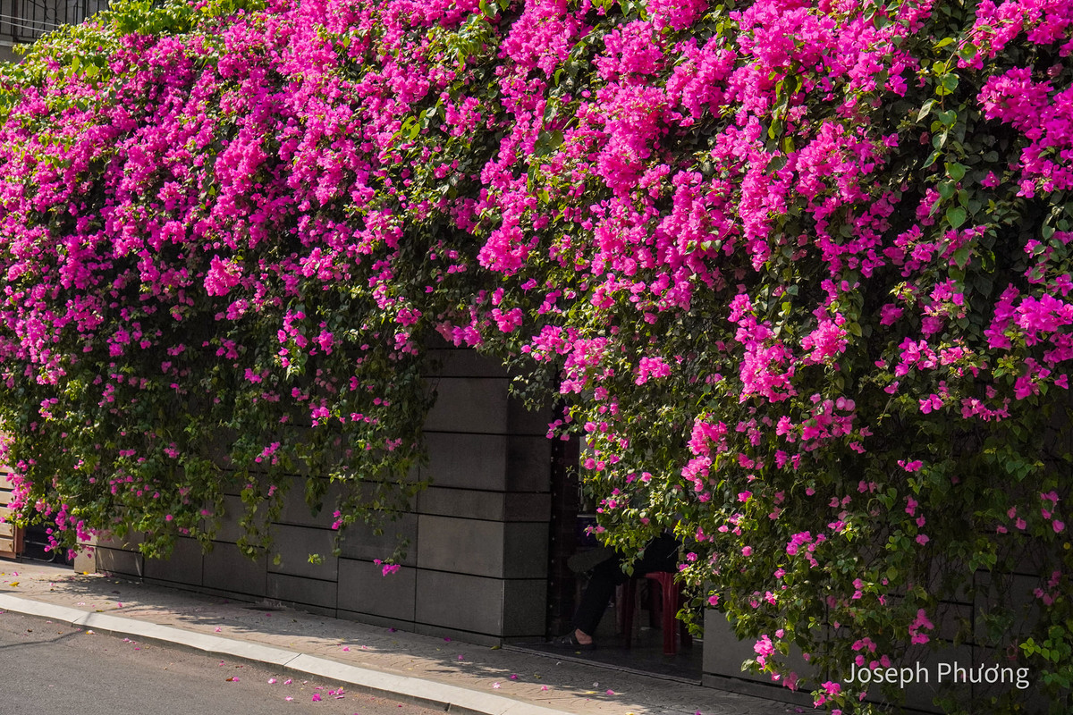 Vừa qua, con đường hoa giấy Đặng Tất (quận 1,TP.HCM) bất ngờ trở thành điểm check-in có tiếng. Trên MXH xuất hiện nhiều hình ảnh đẹp của giới trẻ với dàn hoa giấy này. Ảnh: Joseph Phương