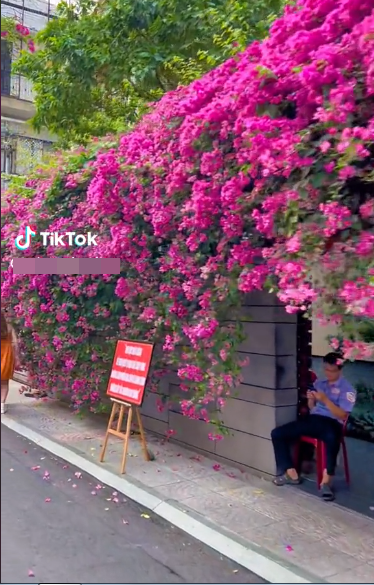 Được biết, giàn hoa giấy này đã được trồng khoảng 10 năm nay. Cứ đến dịp hoa nở, nhiều bạn trẻ lại đến chụp hình, check-in.