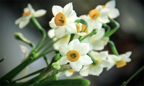 Cong phu thu choi hoa Thuy Tien dip Tet-Hinh-2